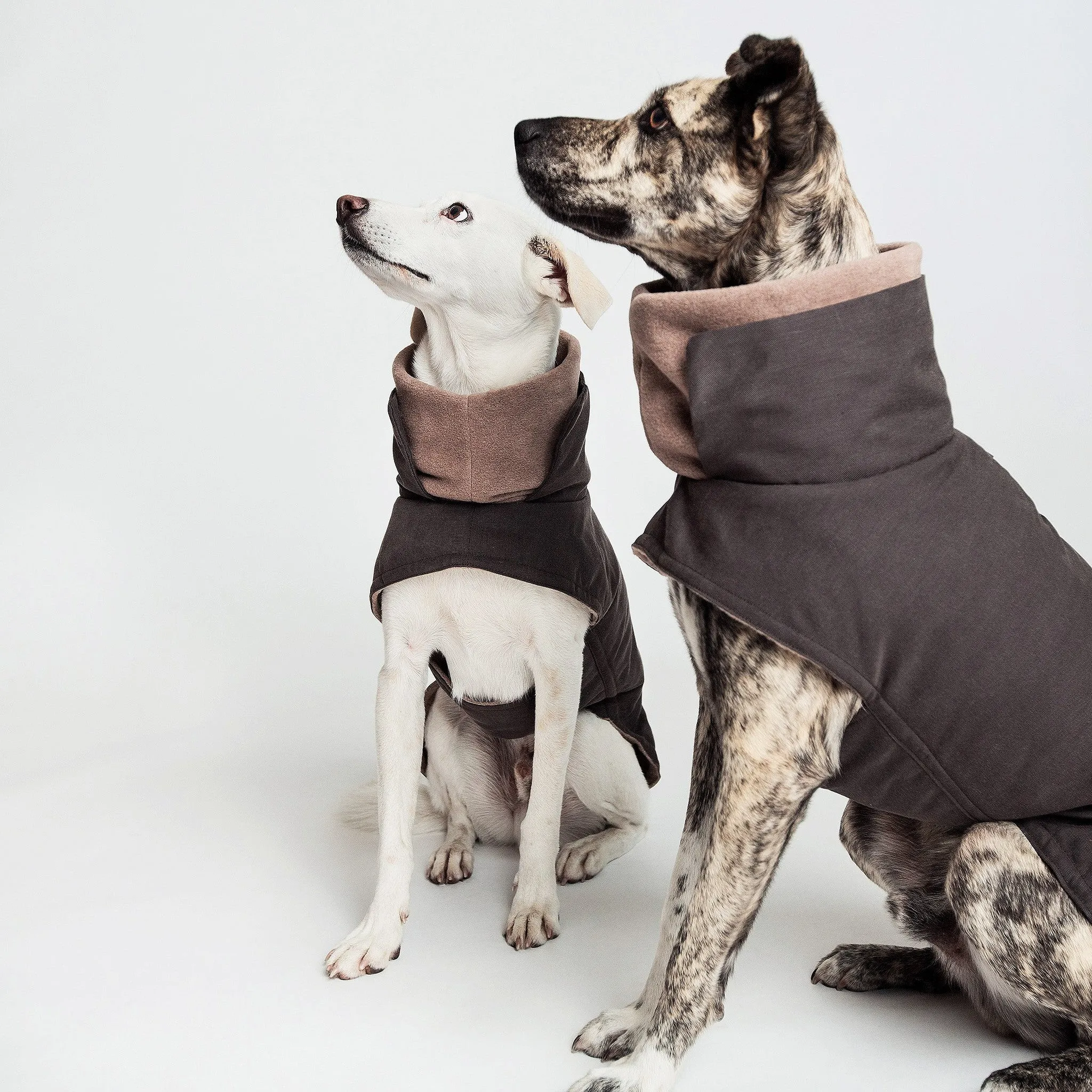 Brooklyn Dog Coat from Cloud 7