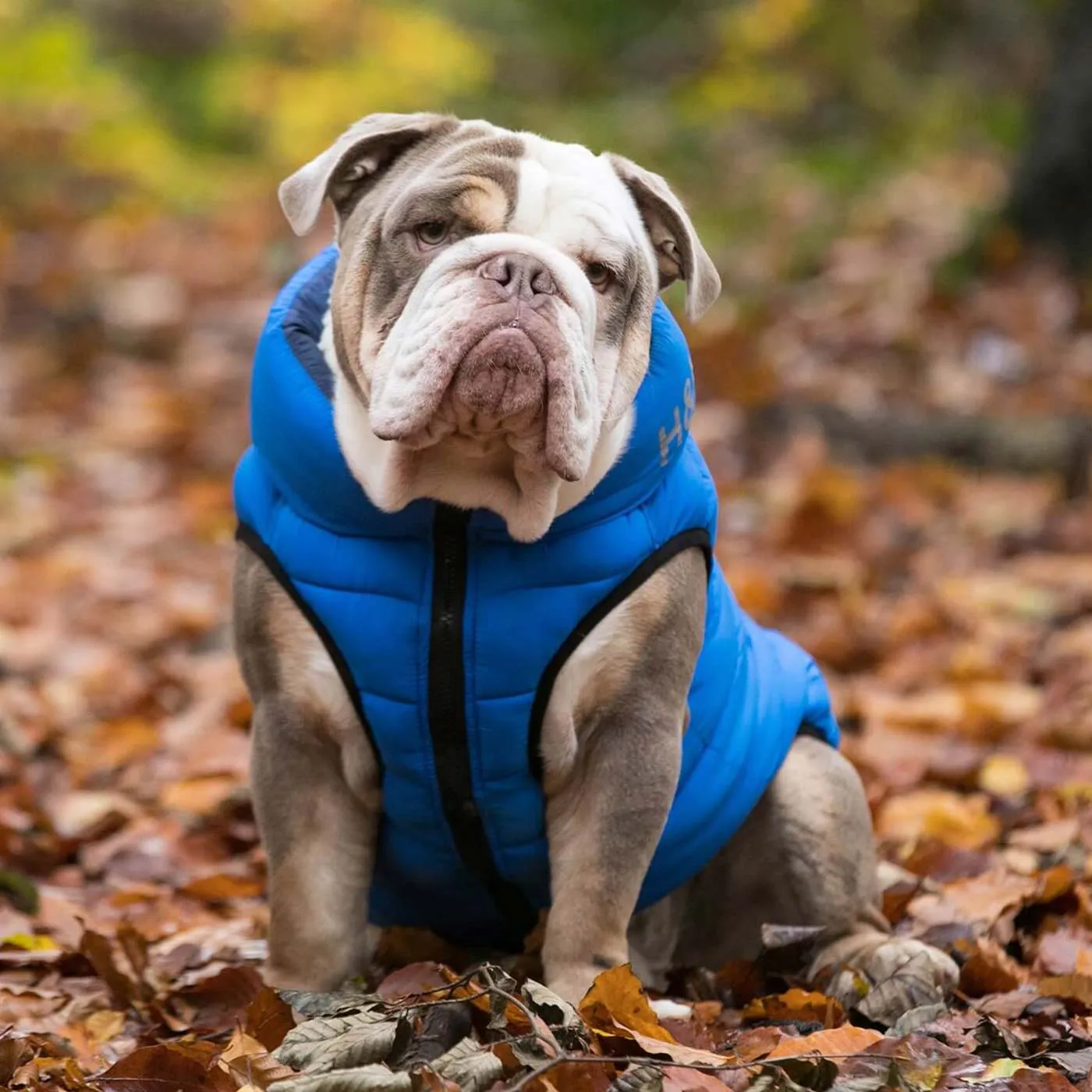 Hugo & Hudson Reversible Blue & Navy Puffer Jacket