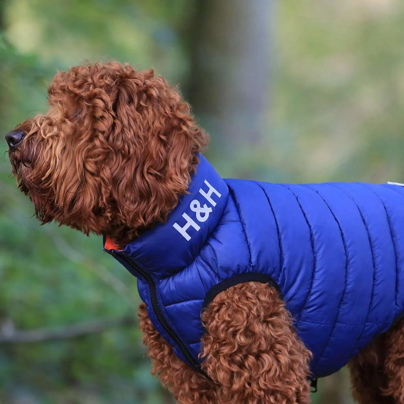 Hugo & Hudson Reversible Blue & Navy Puffer Jacket